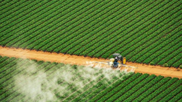 Best Termite Control Services  in Tye, TX