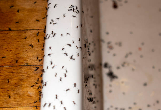 Best Best Pest Control Companies  in Tye, TX